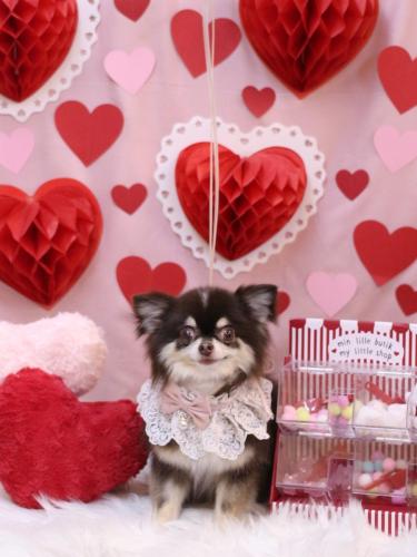 20240227ラブちゃん